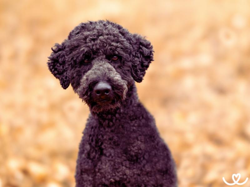 Psi-plemeno-bernedoodle (5)